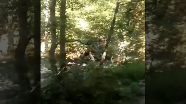 Georgia borjomi tourism смотреть онлайн