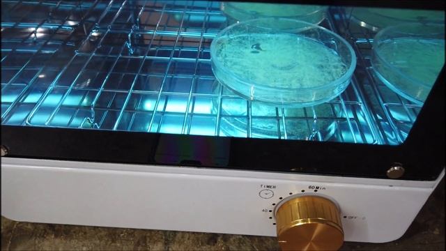 Мутационная селекция магнолии грандифлора сорт Альта смотреть онлайн