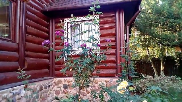 Цветение роз/Штамбовая роза Rhapsody in Blue смотреть онлайн