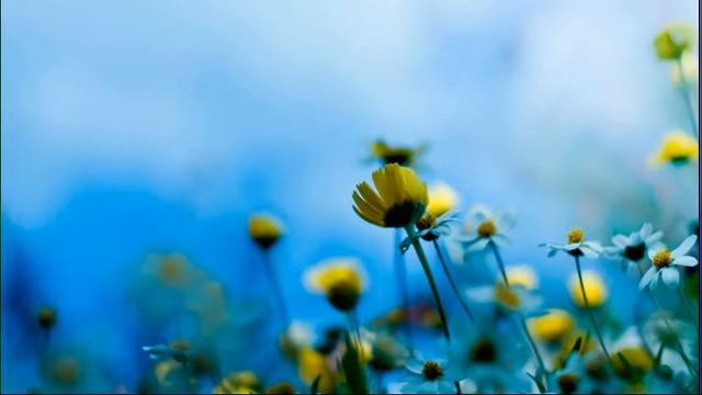 посев семян флоксов seeding phlox смотреть онлайн