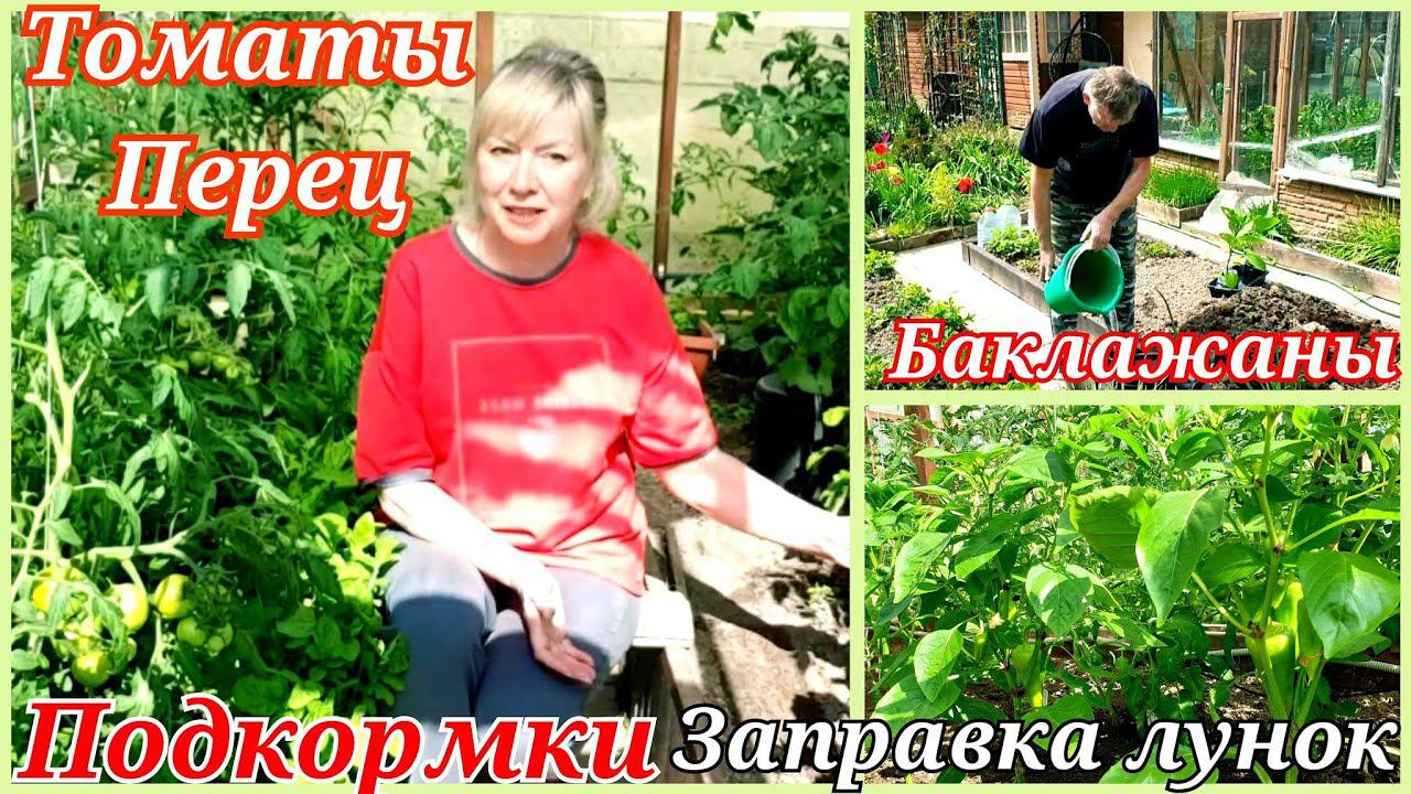 Положила ЭТО в лунки и РАССАДА УДИВИЛА РОСТОМ. Чем ПОДКОРМИТЬ ТОМАТЫ и ПЕРЕЦ.Высадила БАКЛАЖАНЫ смотреть онлайн