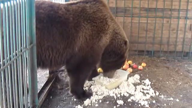 Потапыч выходит из спячки, начинает потихоньку кушать смотреть онлайн