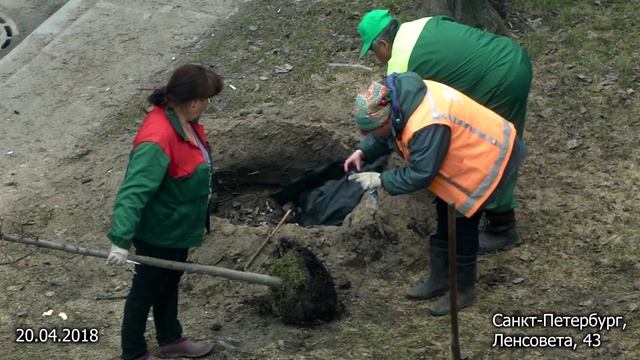 Утилизация мусора при посадке деревьев смотреть онлайн