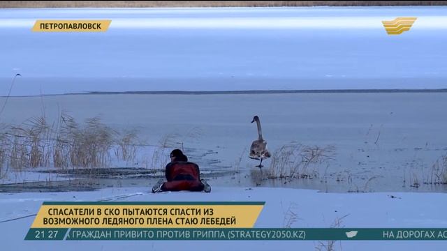 Спасатели в СКО пытаются спасти из возможного ледяного плена стаю лебедей смотреть онлайн