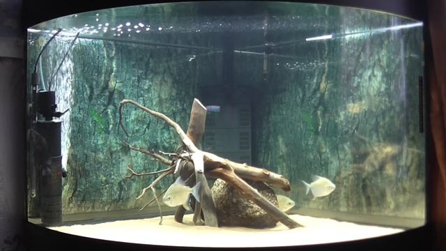 Аквариум для подростков 190л. (прошло 3 месяца) смотреть онлайн