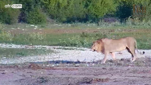 A Lion Strolls Past Elephants, Impalas and a Black-backed Jackal смотреть онлайн