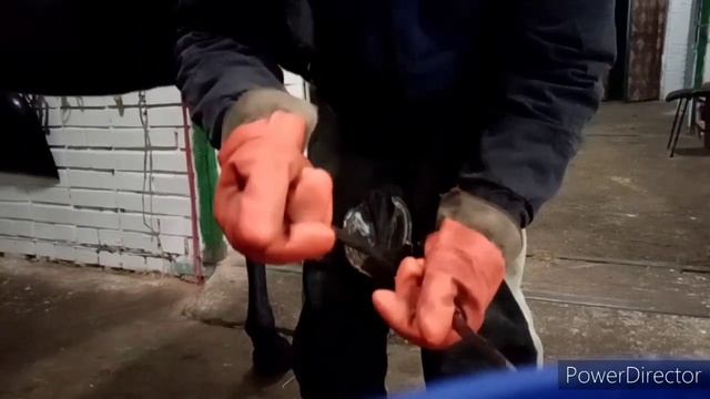 Заработок многодетного папы /Муж делает педикюр лошади/ Обрезка и расчистка копыт/ Детдом/ Конюшня смотреть онлайн