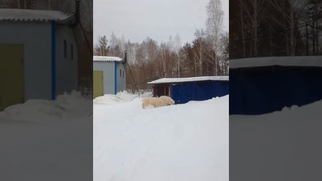 След Росомахи Герцогиня (щенки #мареммы) смотреть онлайн