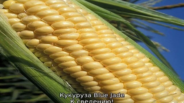 Сорта кукурузы смотреть онлайн