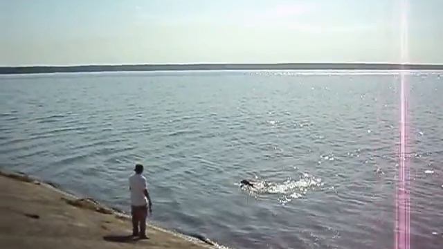 Липецк. Матырское вдх. Собака ловит рыбу. смотреть онлайн
