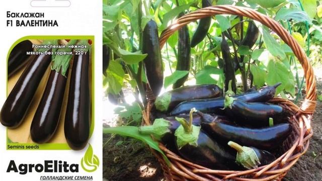 Характеристики и описание гибрида баклажана Валентина F1 смотреть онлайн
