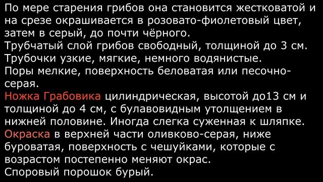 Грабовик Leccinum carpini Часть 1 Описание Видео определитель Съедобность Кулинария смотреть онлайн
