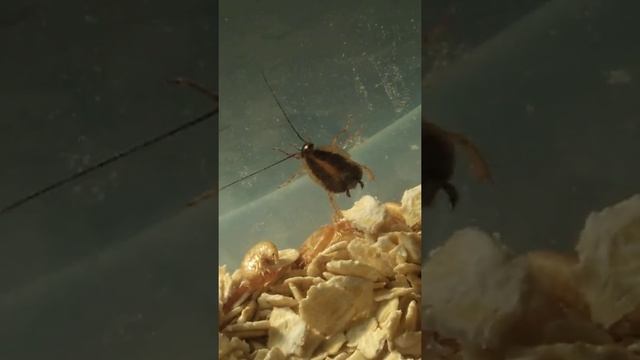 Blattella Germanica смотреть онлайн