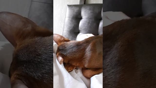 Абиссинский кот Серафим. Любовь кота. Abyssinian cat смотреть онлайн