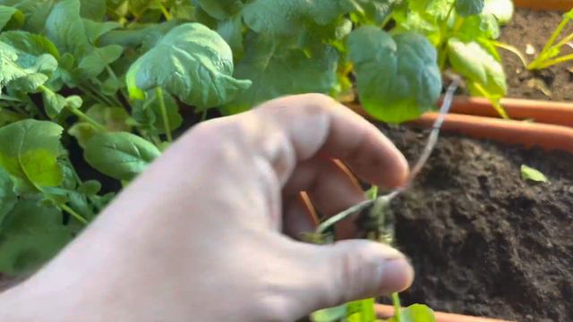 РЕДИСКА В КВАРТИРЕ. Апрель 2023 смотреть онлайн