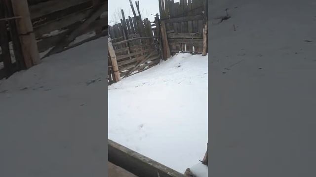 #бычки #герефорд#порода смотреть онлайн