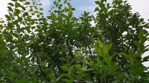 Тля напала на сливовые деревья  Чем обработать