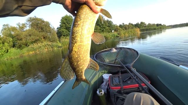 НА ЗАПРЕЩЁННУЮ ПРИМАНКУ КЛЮЮТ ЩУКИ И ОКУНЬ ГОРБАЧ! Рыбалка на спиннинг. смотреть онлайн