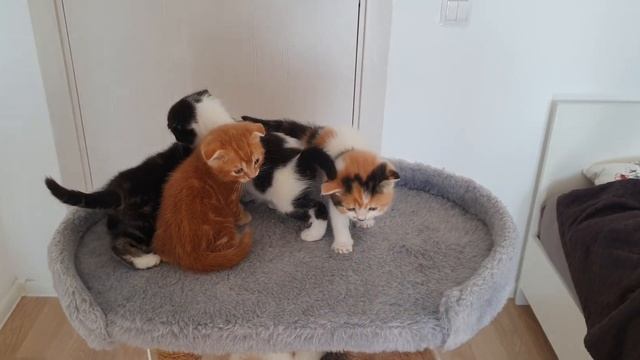 Котята с мамой смотреть онлайн