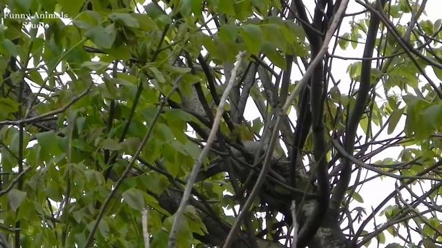 Почему горлицы покинули гнездо? - Кольчатые горлицы на нашей даче - Часть 2 смотреть онлайн