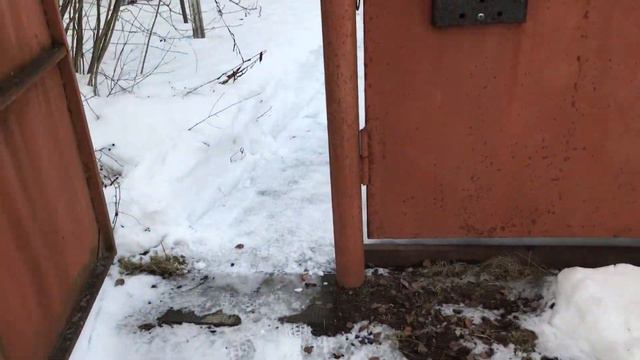 Кот не дает пройти, просит покушать. смотреть онлайн