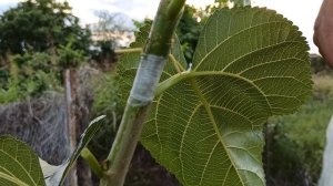 Прививка Плакучая Шелковица