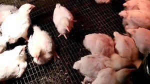 Содержание бройлеров на сетке и на полу, как лучше