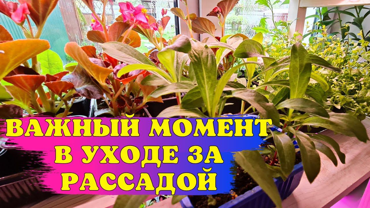 Делайте ТАК, если хотите КРЕПКУЮ и ПУШИСТУЮ рассаду смотреть онлайн