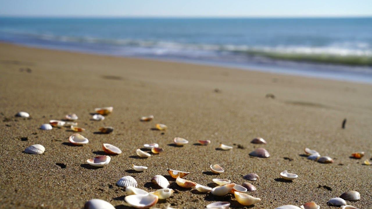 LoFi (beats To Relax/study), Shells, Beach, Relax, 4K \ Медленный Бит, Ракушки, Пляж, Релакс, 4К