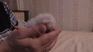 Через сколько дней котята открывают глаза?