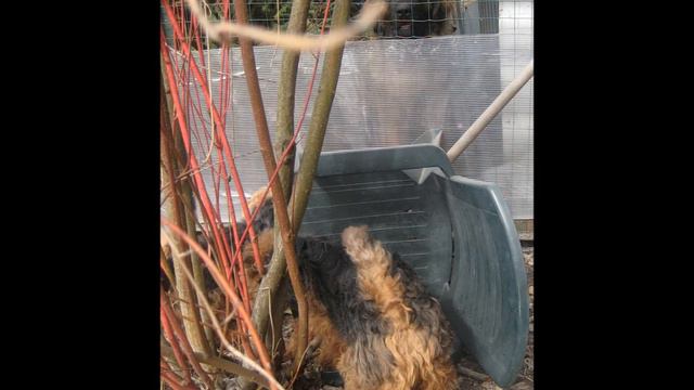 Еда собакам от Файерхунд-IV-21. #едасобакам #файерхунд #питомниквегус смотреть онлайн