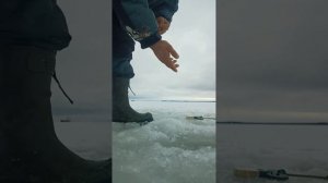 Ловля корюшки на блесну , финский залив , Приморск .