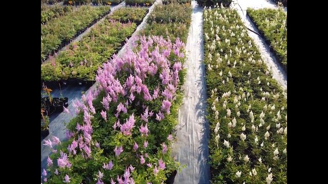 Наш питомник смотреть онлайн