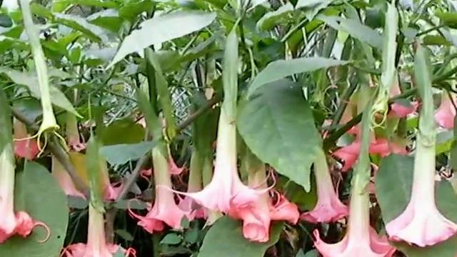 Piroschka Brugmansia