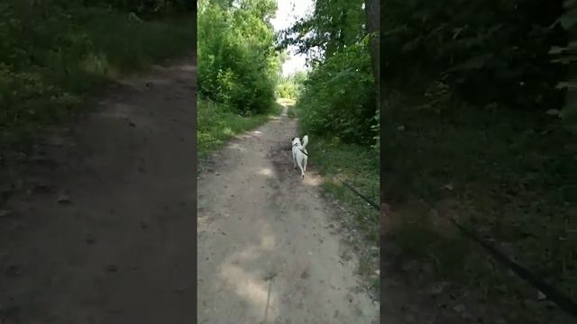 Помощь бездомным животным. Взял бездомную собаку домой. смотреть онлайн