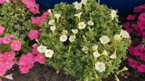 Петуния серия "Опера" 6 расцветок обзор сентябрь