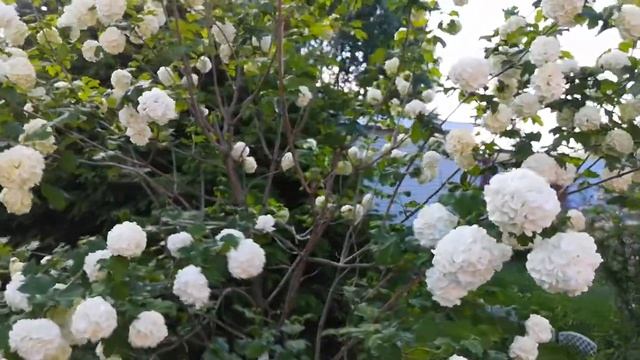 #калина Бульденеж(Boule De Neige)