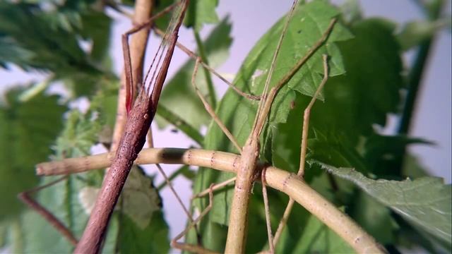 Индийский палочник / Carausius Morosus смотреть онлайн