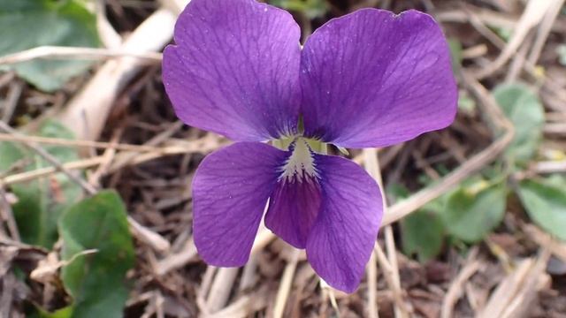 Early colors of Spring with the #Olympus #tg6 смотреть онлайн