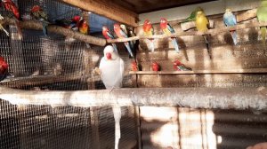 Приручаем ожерелового попугая.