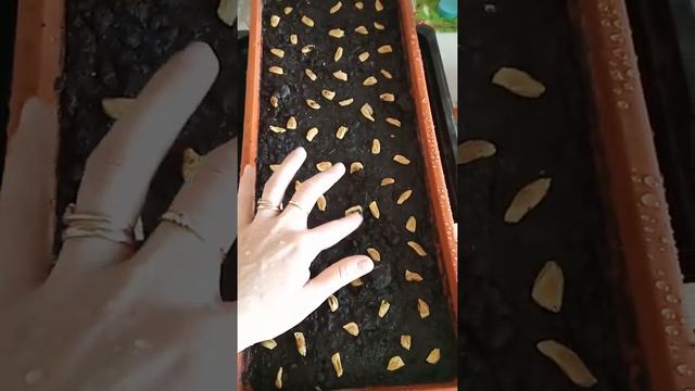 Косточки от помело. смотреть онлайн