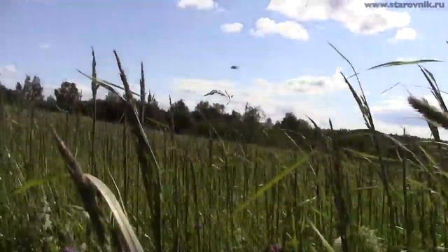 ЯГОДНОЕ УРОЧИЩЕ НАХОДКИ ПЛЮС ЗЕМЛЯНИКА BERRY TRACT FINDINGS PLUS STRAWBERRY смотреть онлайн