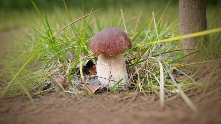 ЕДЕМ_ЗА_ГРИБАМИ_БРАТУ грибы 2024 смотреть онлайн