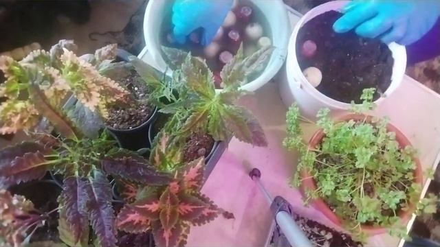 Выращиваем лучок на зелень к Новому году смотреть онлайн