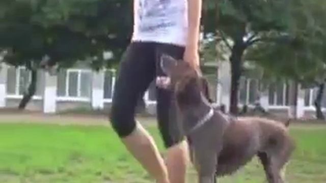 Команда рядом Видео курс по дрессировки смотреть онлайн