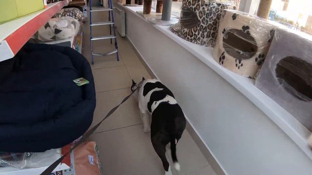 Собака после первой вязки, самочувствие/Танк пошел в магазин/ Amstaff In Petshop