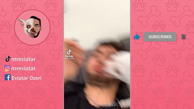 mreviatar TikTok - Niki the angry chihuahua dog Part 4 смотреть онлайн