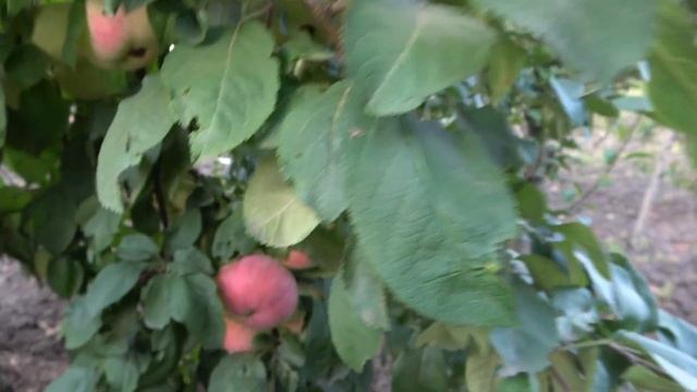 Зимостойкий сорт, не требующий химзащиты / Яблоня SR-0523 смотреть онлайн