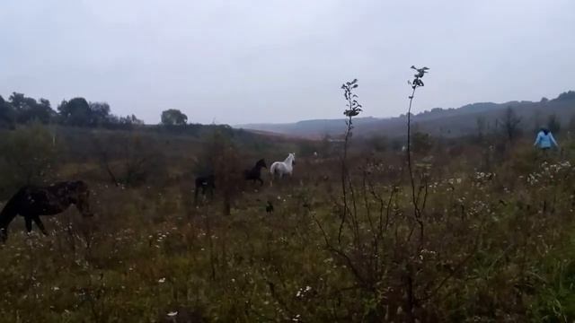 Жеребенок Кеншин и табун в бескрайних полях смотреть онлайн