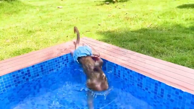 Monkey Baby Bon Bon harvest fruit in the garden and eat with puppy and duckling at the pool смотреть онлайн